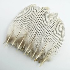 Natural Feathers Pheasant