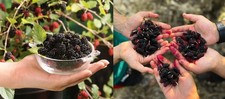 2 Mixed Morus Mulberry Fruit