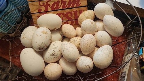 Bym turkey hatching eggs - bym,