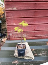 Acer palmatum dissectum