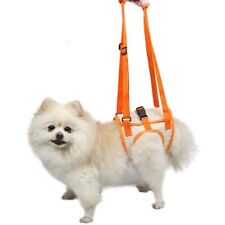 Disabled Injured Dog Rear leg