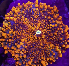 Orange Ricordea Yuma Soft