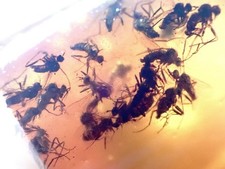 MOSQUITO SWARM 🦟 99MYO