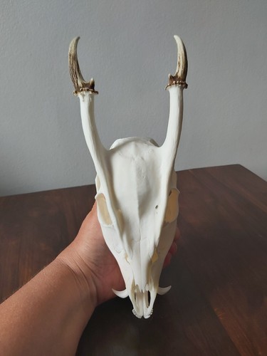 Muntjac buck deer skull - buck,