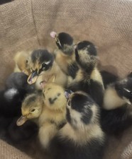 QUICK SALE 12- Duck Hatching