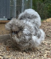 12+ Silkie Hatching Eggs -