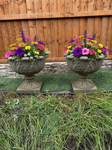 Tulip planters - tulip,