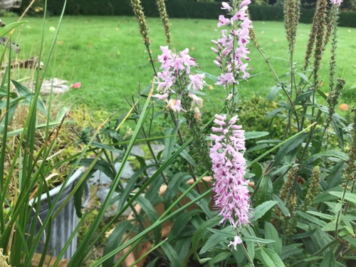 Multiple pink veronica - multiple,