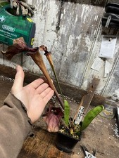 Sarracenia F88 flava var