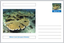 Coral - Elkhorn Coral (Acropora palmata) souvenir postcard mint
