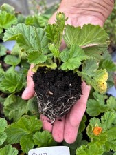 Geum Koi Perennial Garden