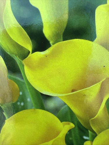 Zantedeschia golden beauty - golden,