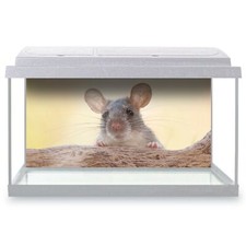 Fish tank background 90x45cm - fish,