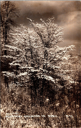 Rppc missouri dogwood tree - missouri, in