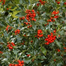 Holly Ilex aquifolium Lucifer
