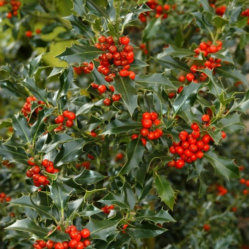 Holly ilex aquifolium lucifer - aquifolium,