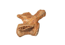 Pleistocene Macropus extinct