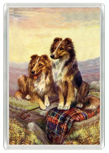 Shetland sheepdog sheltie - shetland,