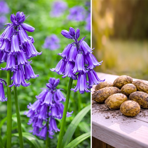Hyacinthoides non scripta - hyacinthoides,