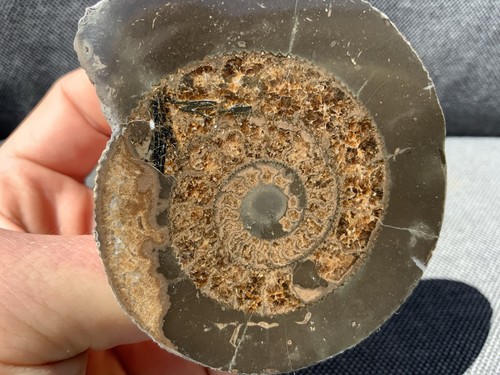 Polished dactylioceras - polished,