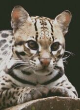 Cross Stitch Chart, Pattern