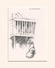 JACK RUSSELL TERRIER WATCHES RABBITS 1933 DOG SKETCH PRINT by KF BARKER MOUNTED