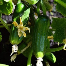 Cucumber Femspot F1 Plants 3 x