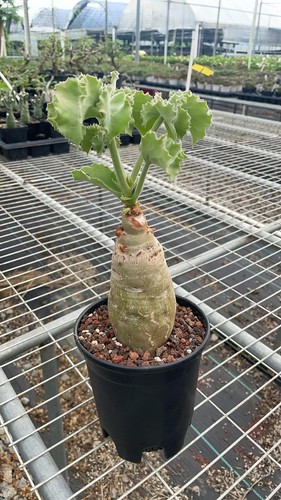 7cm cyphostemma uter var - uter,