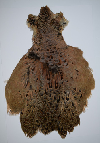 Select hen pheasant - hen, cape