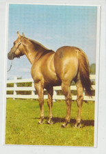 OLE BITS MAN Stallion Quarter