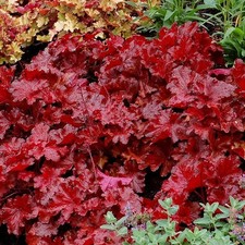 Heuchera ‘Forever Red’ –