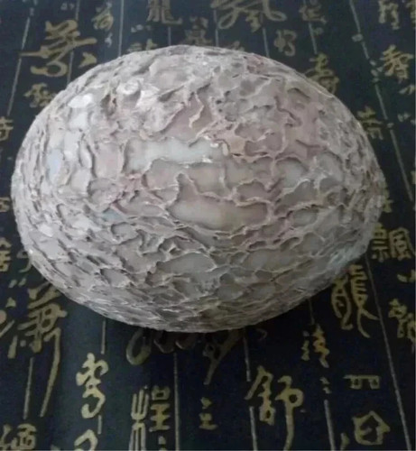 Segnosaur dinosaur egg - segnosaur,