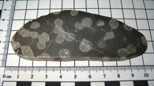 Carboniferous mississippian - carboniferous,