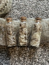 Royal Python Aka Ball Python