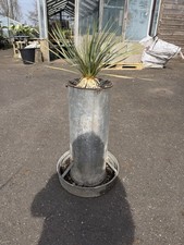 Yucca