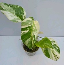 Monstera Borsigiana Albo