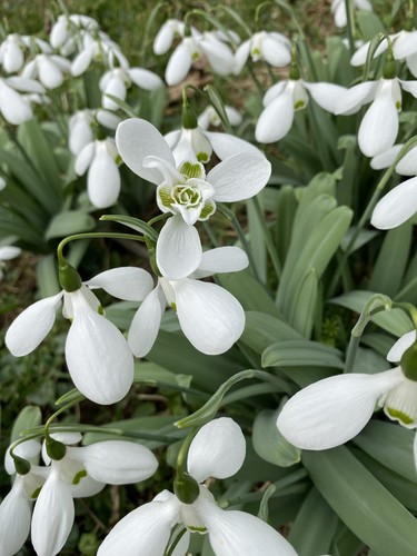 Galanthus natalie garton - garton., 1
