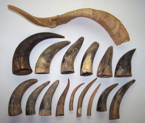 Animal horn antler - animal, cow
