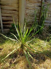 Yucca Rostrata 50cm (Pick up