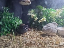 24 Chinese painted  quail