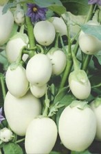? white Beauty Bowling Ball Eggplant Brinjal Aubergine Vegetable - 30Seeds ?