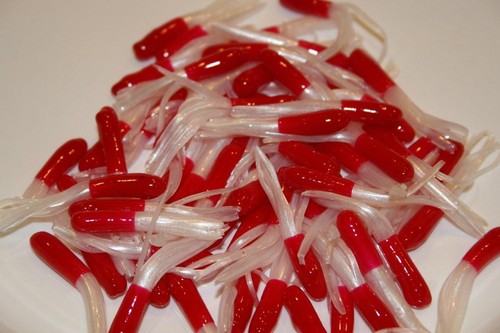 Red white crappie - red, /
