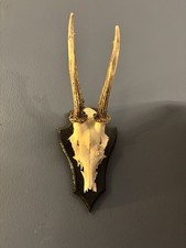 Deer Skull Wall Mount.