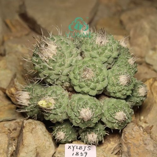 2cm rare plant - rare,