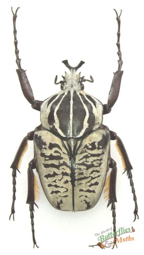 Goliathus albosignatus - goliathus,