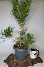 Japanese Black Pine Tree 3L