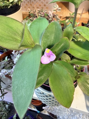 Tradescantia pallida jade - 1,