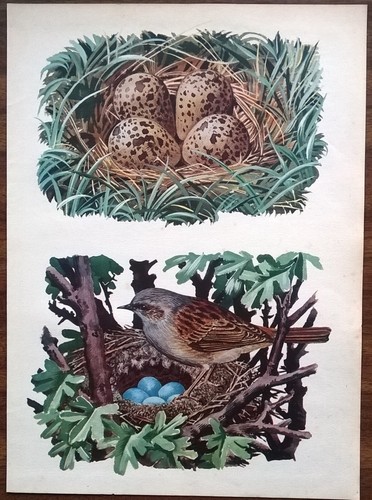 Nests lapwing - nests,
