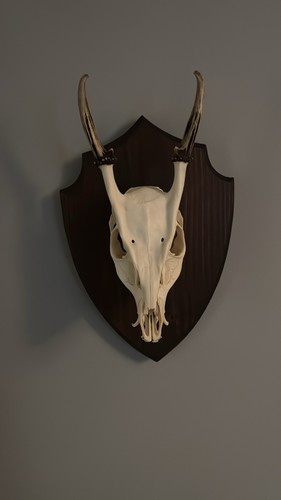 Full muntjac deer skull head - full,