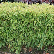 Fargesia Pingwu - Umbrella Bamboo | Vigorous Outdoor Garden Hedge Plant 14cm Pot
